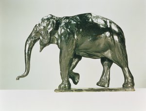 Witte Olifant